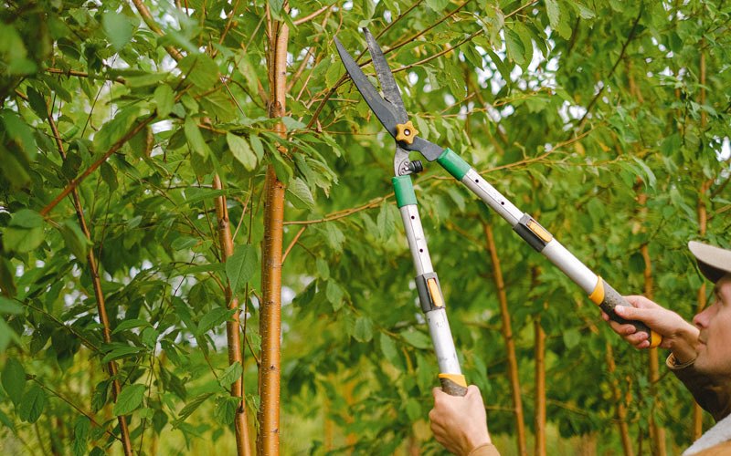Tree trimming in Combs, KY